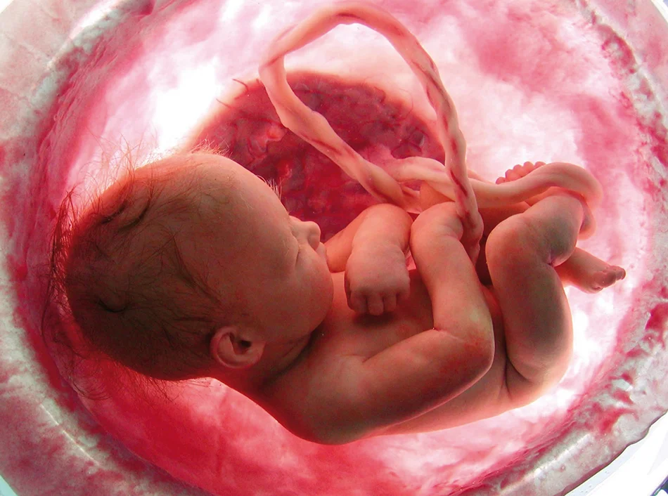 Non abortirai il frutto del grembo
